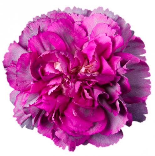 Carnation Hypnosis 70 A1 KM FLOWERS EC buy wholesale on M-Flowers