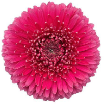 GE GB SCAR purple 45 A1 GE GB SCAR 45 A1 Decorum NL buy wholesale on M-Flowers