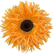 GE GS BAMBU orange 45 A1 GE GS BAMBU 45 A1 Decorum NL купить оптом на M-Flowers