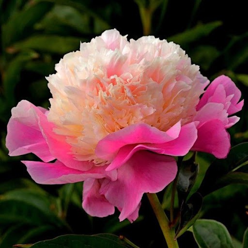 Peonies SHE'S MY STAR 55 A1 Groot & groot NL comprar al por mayor en M-Flowers