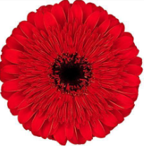 GE GB CANNONBALL 45 A1 Decorum NL comprar al por mayor en M-Flowers