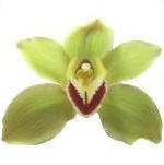 Cymb JUNGLE TRAIL 80 A1 Decorum NL comprar al por mayor en M-Flowers