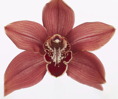 Cymb VALLE OF FIRE 80 A1 Decorum NL comprar al por mayor en M-Flowers