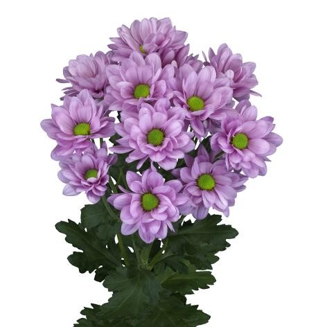Chr t RESQ dark-pink 70 A1 Chr t RESQ 70 A1 Zentoo NL buy wholesale on M-Flowers