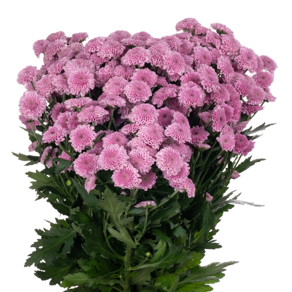 Chr San MILLER LAVENDER 55 A1 Zentoo NL buy wholesale on M-Flowers