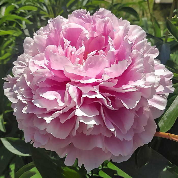 Peonies Sarah Bernhard with nets pink 60 A1 My Peony Netherlands buy wholesale on M-Flowers