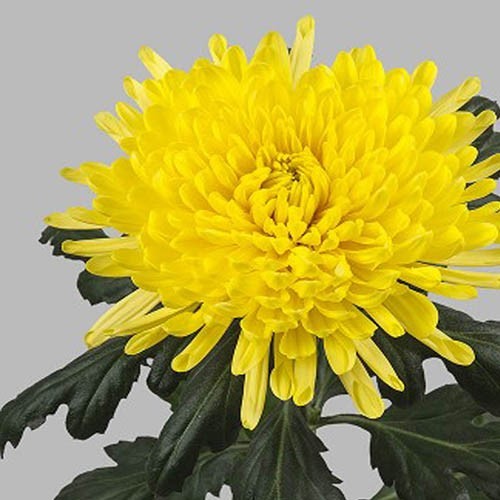 Chr G Pjotr Trivor yellow 70 A1 Chr G Pjotr Trivor 70 A1 Vannova NL купить оптом на M-Flowers