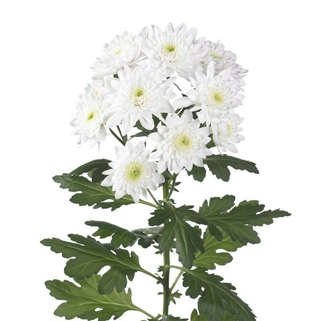 Chr t Pina Colada Trivor white 70 A1 Chr t Pina Colada Trivor 70 A1 Vannova NL buy wholesale on M-Flowers