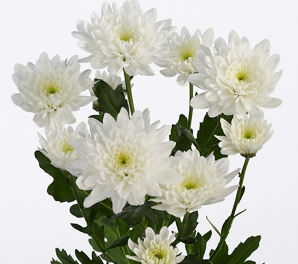 Chr t Baltica Scenza 70 A1 Decorum NL купить оптом на M-Flowers
