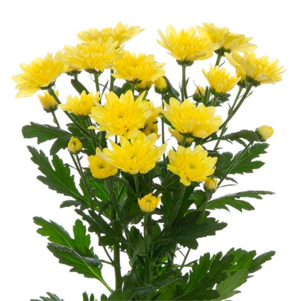 Chr t Baltica Yellow Scenza 70 A1 Decorum NL купить оптом на M-Flowers