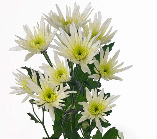Chr t Delianne Scenza 70 A1 Decorum NL купить оптом на M-Flowers