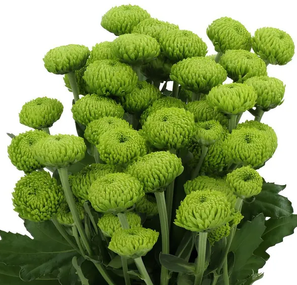 Chr t Deligreen scenza 70 A1 Decorum NL купить оптом на M-Flowers