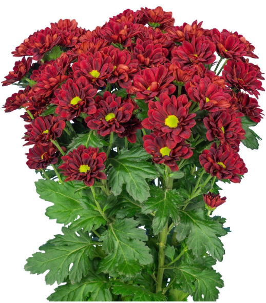 Chr t Mexicano scenza 70 A1 Decorum NL купить оптом на M-Flowers