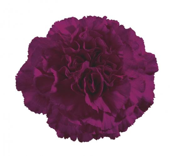 Carnation Zafiro 70 A1 TIFLOWER EC comprar al por mayor en M-Flowers