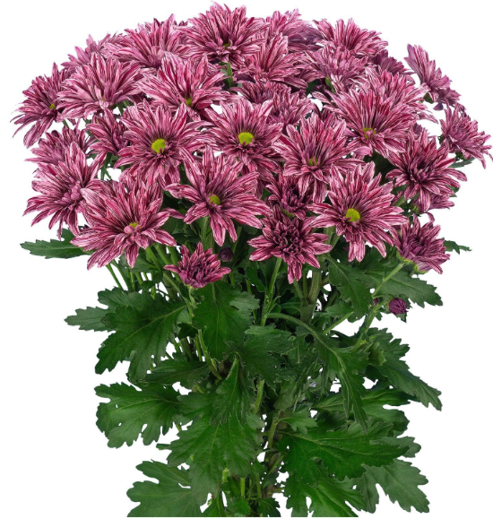Chr t Stellini scenza 70 A1 Decorum NL купить оптом на M-Flowers