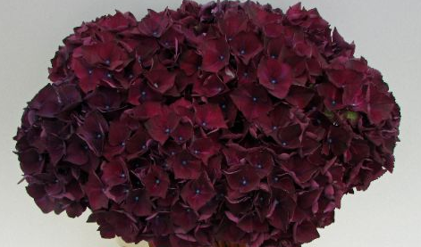 Hydrangea Magical Ruby Aubergine burgundy 60 A1 Hydrangea Magical Ruby Aubergine 60 A1 Pico Bello NL купить оптом на M-Flowers