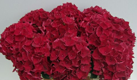 Hydrangea Magical Ruby Red red 50 A1 Hydrangea Magical Ruby Red 50 A1 Pico Bello NL купить оптом на M-Flowers