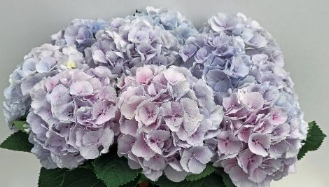Hydrangea Verena Blauw Pastel 80 A1 Pico Bello NL купить оптом на M-Flowers
