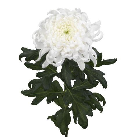 Chr G Tutu trivor 70 A1 Vannova NL comprar al por mayor en M-Flowers
