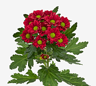 Chr t Mera red 70 A1 Chr t Mera 70 A1 Zentoo NL buy wholesale on M-Flowers