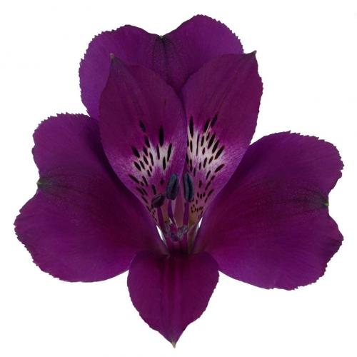 Alstroemeria Cleo purple 60 A1 GOLDEN TULIP FARMS LTD Kenya buy wholesale on M-Flowers