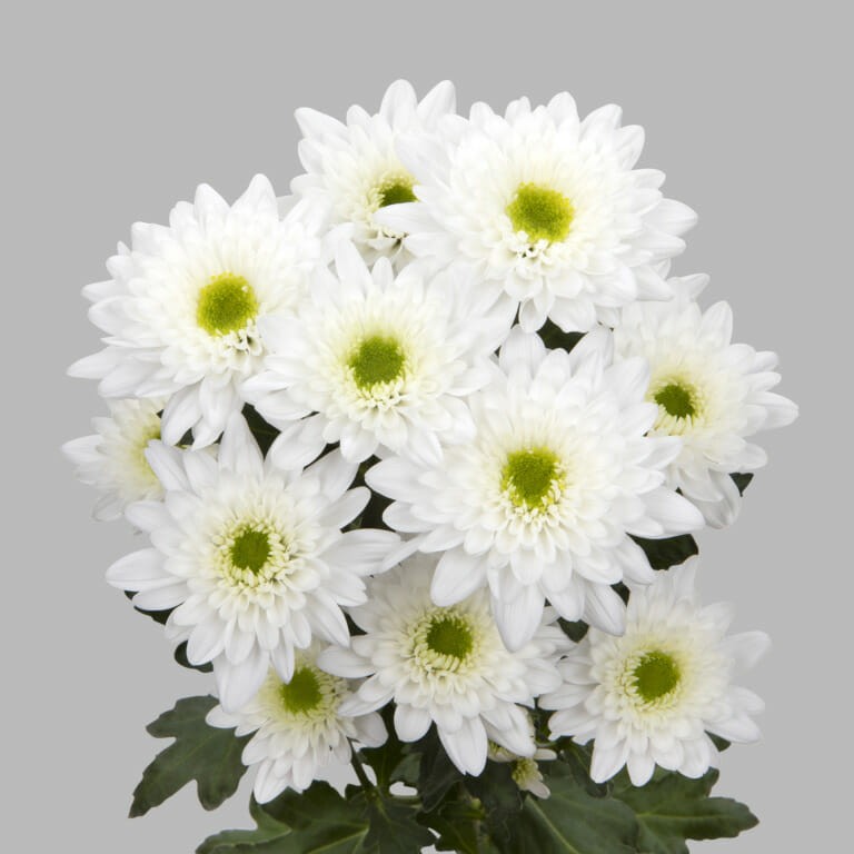Chr t COMMANDER Trivor white 70 A1 Chr t COMMANDER Trivor 70 A1 Vannova NL buy wholesale on M-Flowers