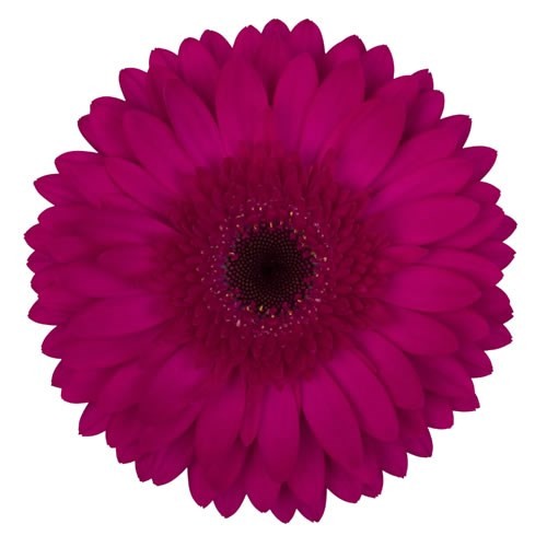 Ge Gr MARTINI 45 A1 Florein NL buy wholesale on M-Flowers