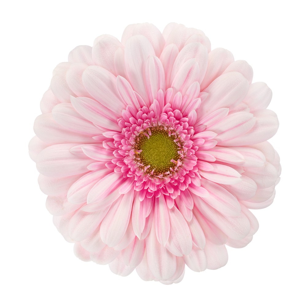 Ge Gr NEREA 45 A1 Florein NL buy wholesale on M-Flowers