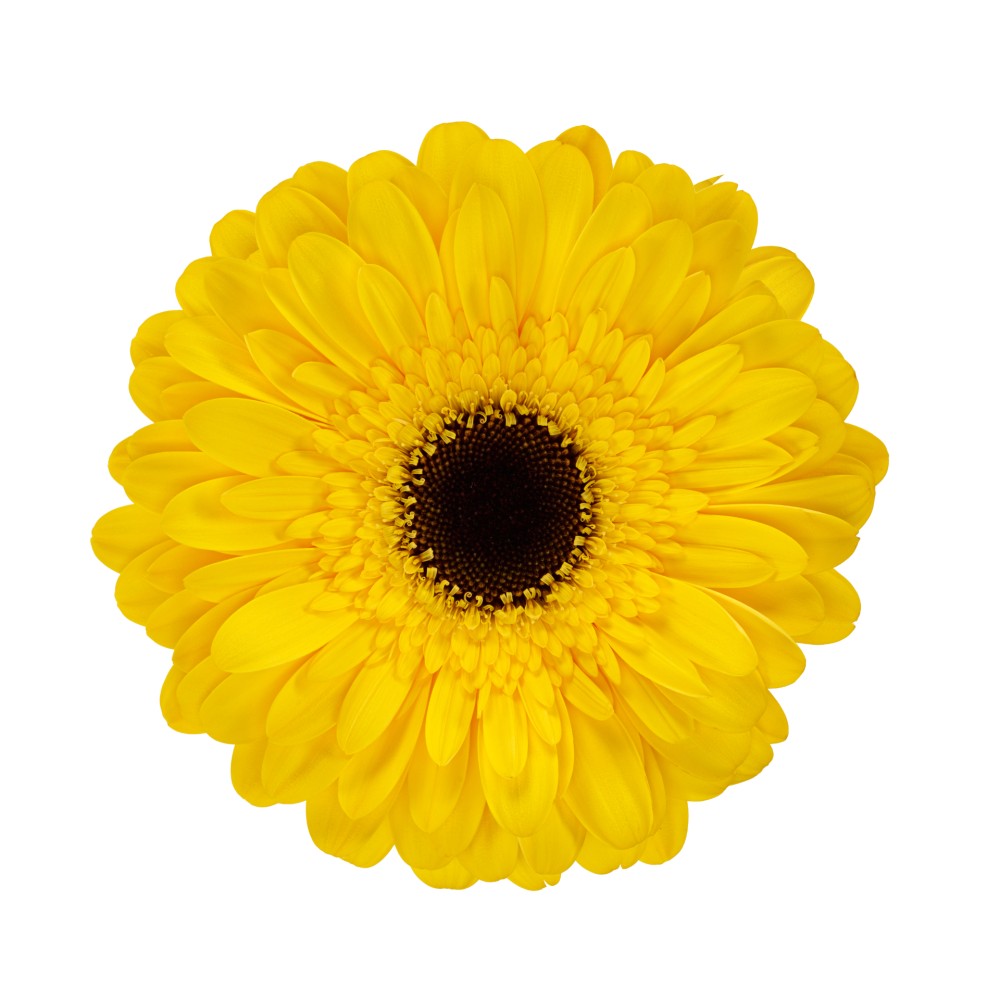 Ge Gr PLAYA 45 A1 Florein NL buy wholesale on M-Flowers