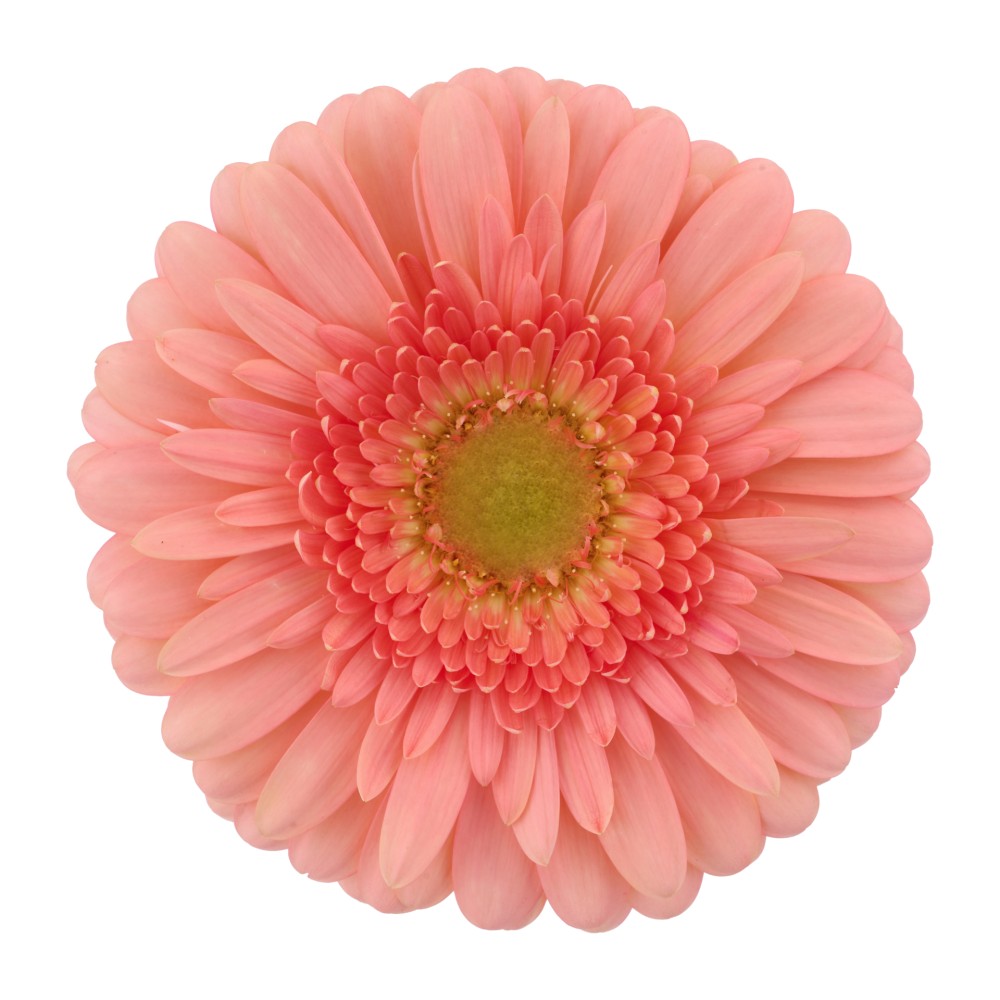 Ge Gr AZUNA 45 A1 Florein NL buy wholesale on M-Flowers