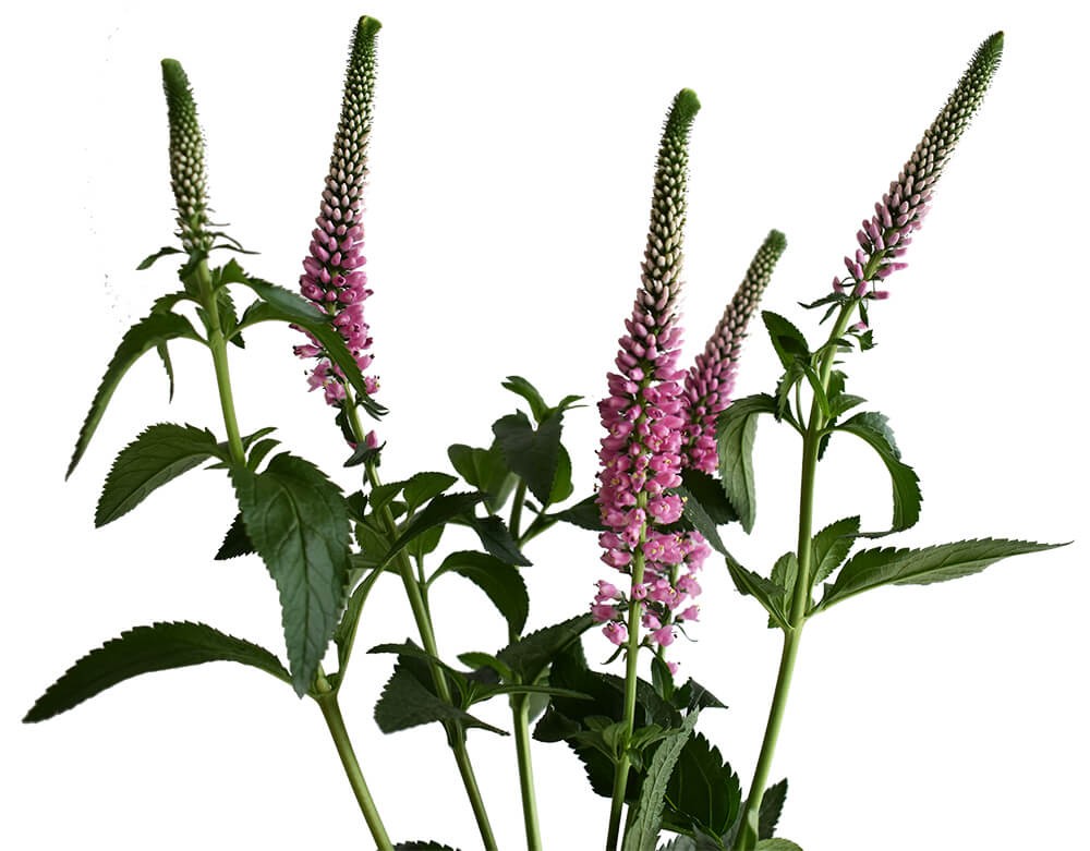Veronica Spray PINK multicolor 60 A1 Veronica Spray PINK 60 A1 Much Flowers EC buy wholesale on M-Flowers