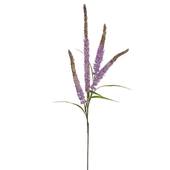 Veronica Spray PURPLE multicolor 60 A1 Veronica Spray PURPLE 60 A1 Much Flowers EC buy wholesale on M-Flowers