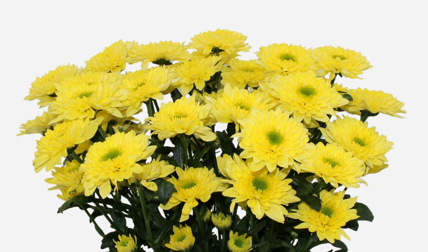 Chr t Commander yellow Trivor 70 A1 Vannova NL buy wholesale on M-Flowers