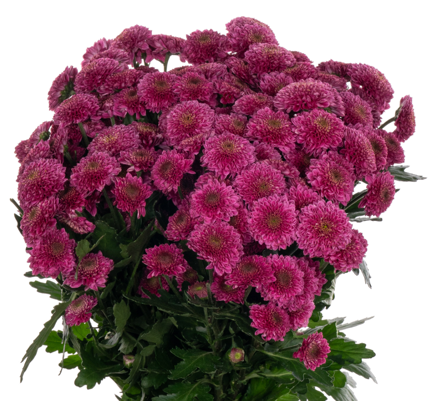Chr San Antonelli 55 A1 Vannova NL buy wholesale on M-Flowers
