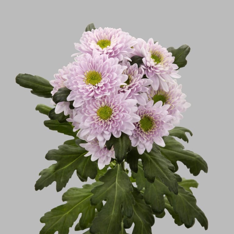 Chr t COMMANDER Pink Trivor pink 70 A1 Vannova Netherlands buy wholesale on M-Flowers