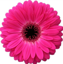 Ge Gr MARILU dark-pink 45 A1 Ge Gr MARILU 45 A1 Decorum NL comprar al por mayor en M-Flowers