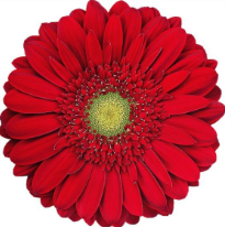 Ge Gr ROXY red 45 A1 Ge Gr ROXY 45 A1 Decorum NL buy wholesale on M-Flowers