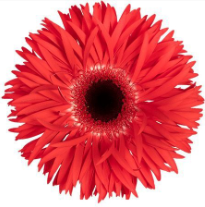 GE GS KATIE 45 A1 Decorum NL buy wholesale on M-Flowers