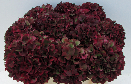 Hydrangea Ruby Red Jong gewas (classic) red 50 A1 Hydrangea Ruby Red Jong gewas (classic) 50 A1 Pico Bello NL buy wholesale on M-Flowers