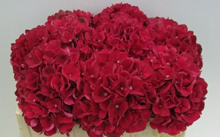 Hydrangea Ruby Red Jong gewas red 50 A1 Hydrangea Ruby Red Jong gewas 50 A1 Pico Bello NL купить оптом на M-Flowers