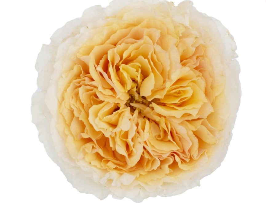 DAVID AUSTIN Beatrice white 40 A1 DAVID AUSTIN Beatrice 40 A1 TAMBUZI LTD KE comprar al por mayor en M-Flowers