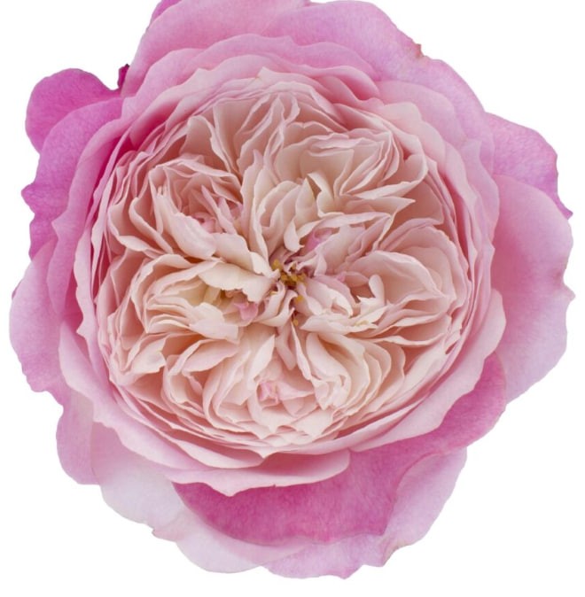 DAVID AUSTIN Constance 40 A1 TAMBUZI LTD KE купить оптом на M-Flowers