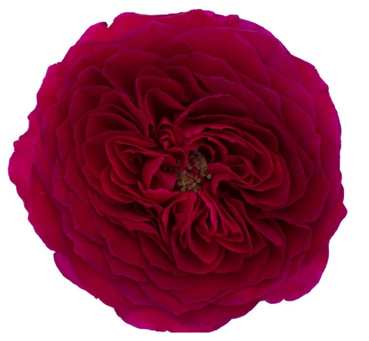 DAVID AUSTIN Darcey red 40 A1 DAVID AUSTIN Darcey 40 A1 TAMBUZI LTD KE comprar al por mayor en M-Flowers