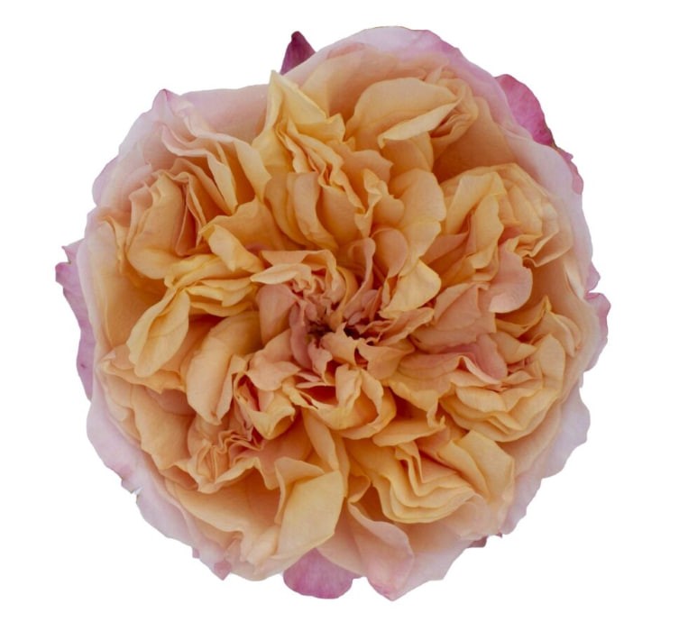 DAVID AUSTIN Edith 40 A1 TAMBUZI LTD KE купить оптом на M-Flowers
