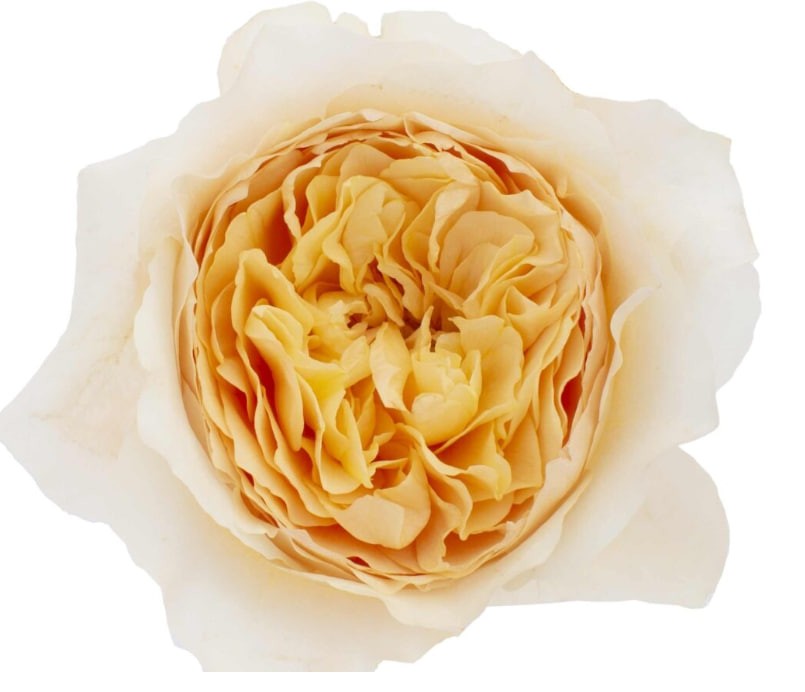 DAVID AUSTIN Effie 50 A1 TAMBUZI LTD KE купить оптом на M-Flowers