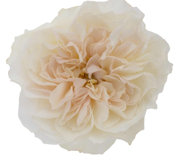 DAVID AUSTIN Eugine white 50 A1 DAVID AUSTIN Eugine 50 A1 TAMBUZI LTD KE comprar al por mayor en M-Flowers