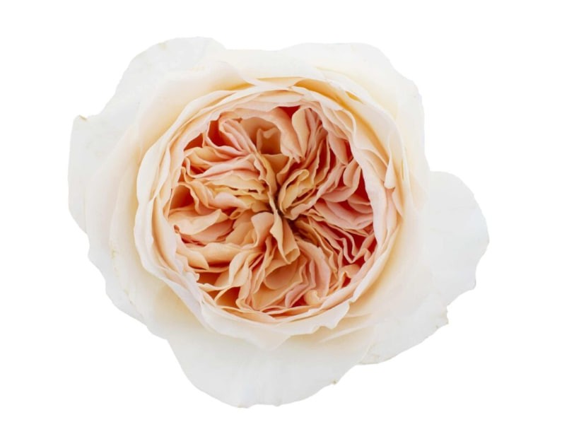 DAVID AUSTIN Juliet 50 A1 TAMBUZI LTD KE купить оптом на M-Flowers