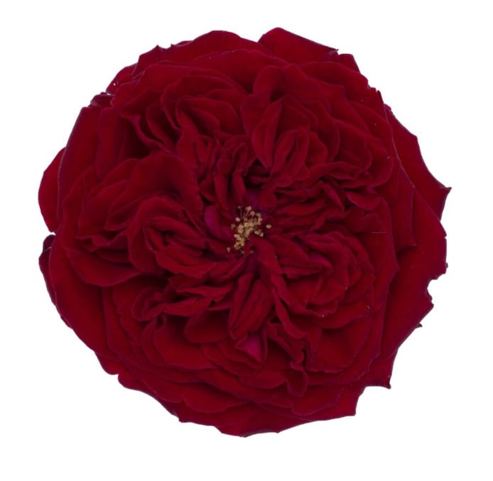 DAVID AUSTIN Tess red 50 A1 DAVID AUSTIN Tess 50 A1 TAMBUZI LTD KE comprar al por mayor en M-Flowers