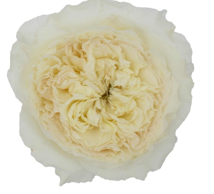 DAVID AUSTIN Patience 40 A1 TAMBUZI LTD KE купить оптом на M-Flowers