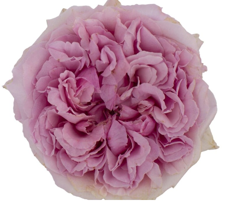 DAVID AUSTIN Miranda purple 40 A1 DAVID AUSTIN Miranda 40 A1 TAMBUZI LTD KE comprar al por mayor en M-Flowers